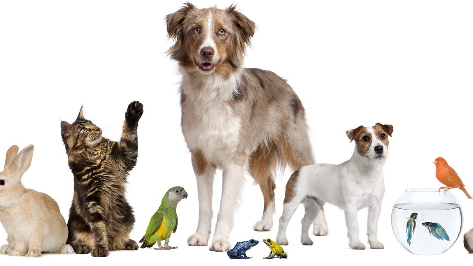 Image result for pet shop animals