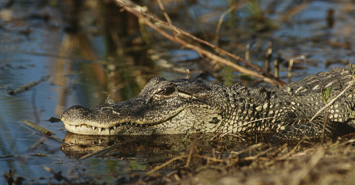How to Become a Paralegal in Florida